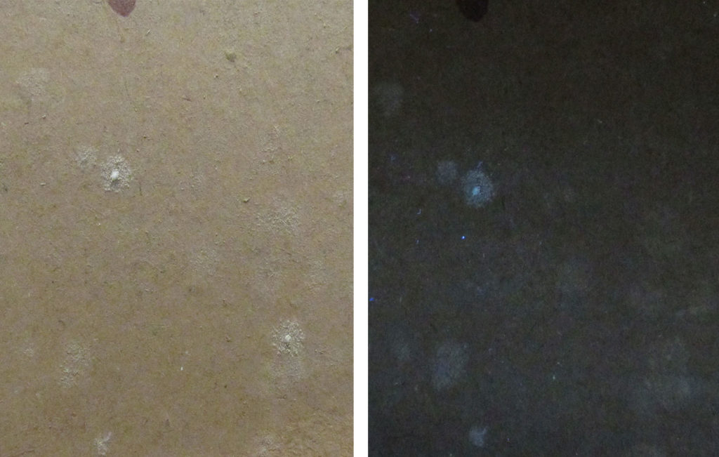 Mold spots on back of board in normal and ultraviolet light.